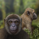 Illustration for article titled Fossils reveal the evolutionary split between monkeys and apes